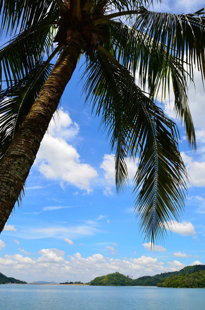 cocotier sous ciel bleu et soleil éclatant
 - Photo, image