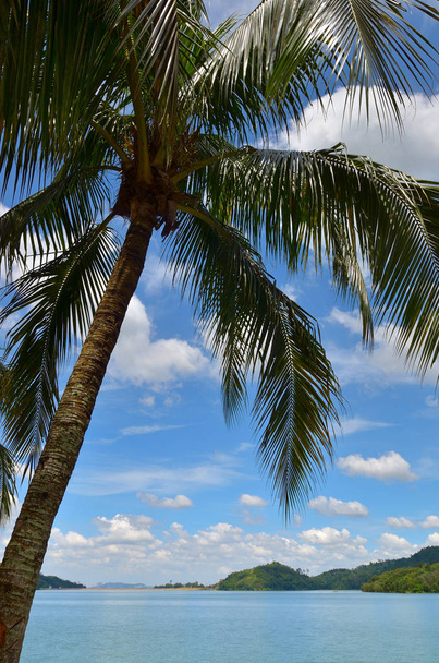 Coconut tree under blue sky and bright sun - Foto, Imagem