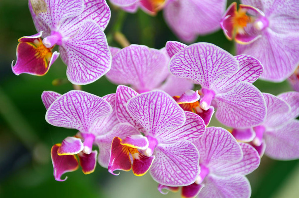Изображение цветка орхидеи
 - Фото, изображение