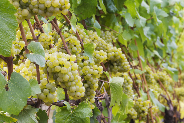 Chardonnay grapes on vine - Photo, Image