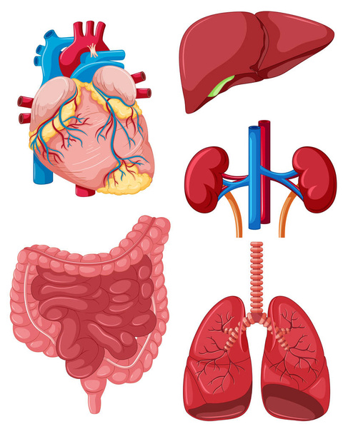 人間のさまざまな器官 - ベクター画像