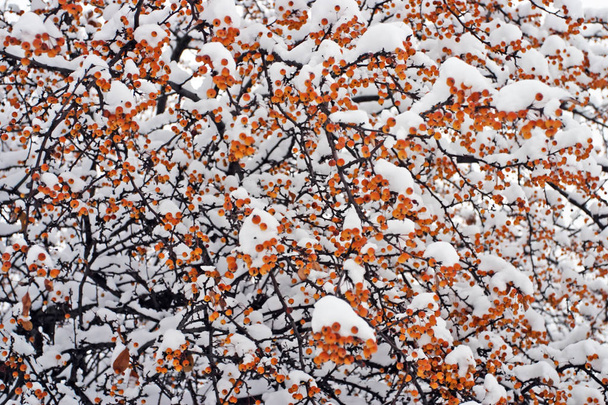 Στόκ εικόνων ενός χειμώνα χιονίζει στη Βοστώνη, Μασαχουσέτη, ΗΠΑ - Φωτογραφία, εικόνα