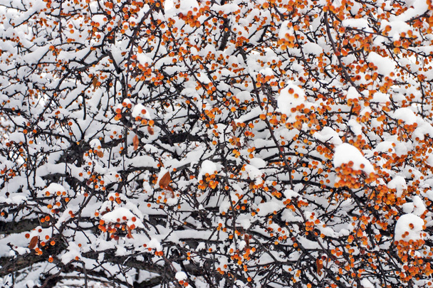stock imagen de un invierno nevando en Boston, Massachusetts, EE.UU. - Foto, Imagen