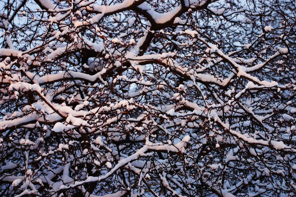雪の降るボストンの冬のストック画像です - 写真・画像
