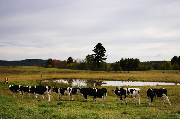 Obrázek z milkingcow na Vermont, nás - Fotografie, Obrázek