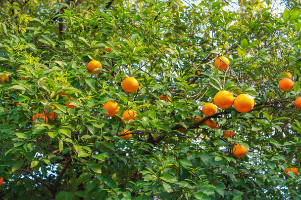 mandarin oranges tree - Photo, image