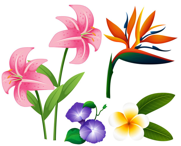 diferentes tipos de flores
 - Vetor, Imagem