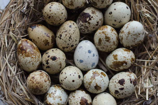 Quail eggs in the nest - Foto, Imagem