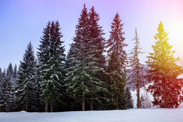 spruce and pine trees covered in snow - Fotografie, Obrázek