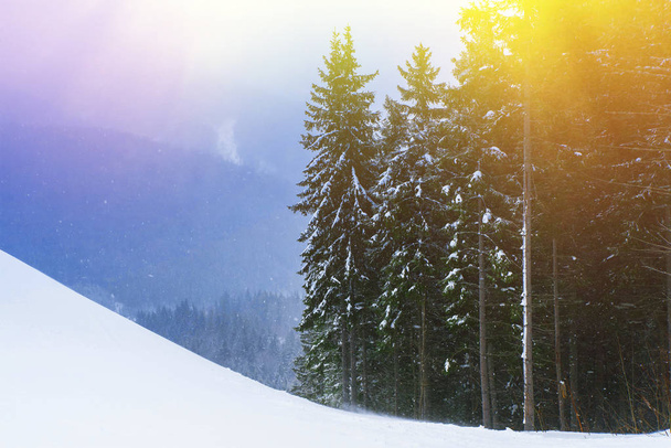spruce and pine trees covered in snow - Φωτογραφία, εικόνα