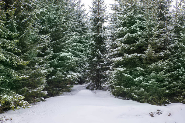 Spruce trees covered in snow - Foto, Imagen
