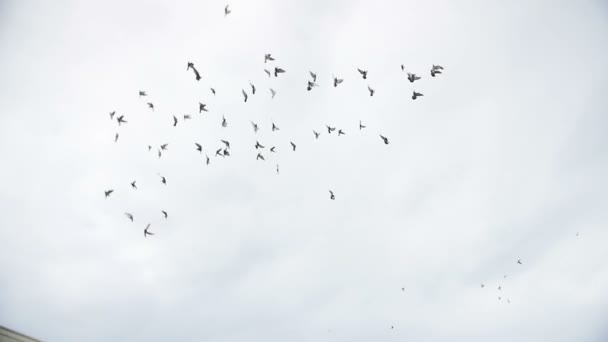 flock of sky dove birds pigeons fly against blue sky in slow motion - Footage, Video