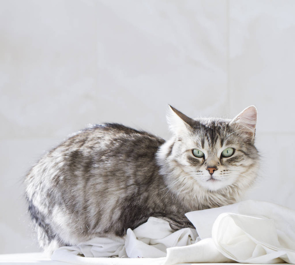silver female cat, siberian breed - Фото, зображення
