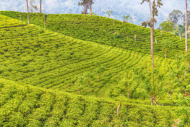 Sri Lanka: highland Ceylon tea fields in Ella - Photo, Image