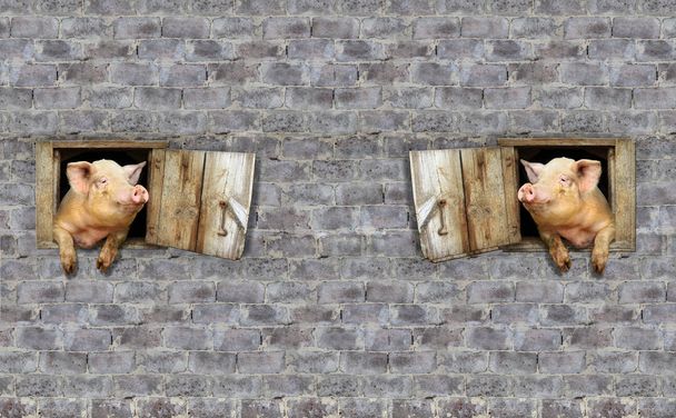 twee varkens kijken elkaar uit ramen van schuur - Foto, afbeelding