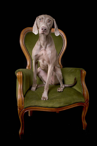 Wyżeł weimarski pies pozowanie, siedząc na krześle - Zdjęcie, obraz