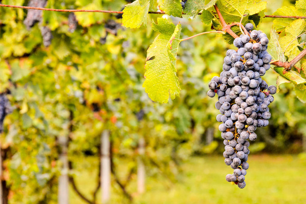 ブドウ畑はワインを生産する準備ができて - 写真・画像