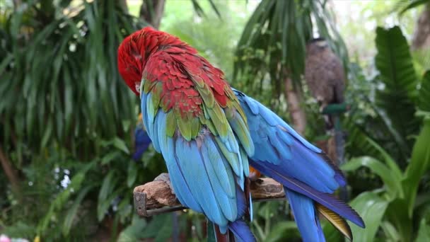 papuga ptak w zoo - Materiał filmowy, wideo
