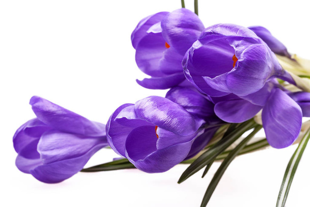 quelques fleurs printanières de crocus violet isolées sur fond blanc
 - Photo, image