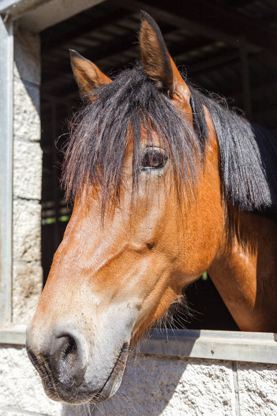 paard in stal - Foto, afbeelding