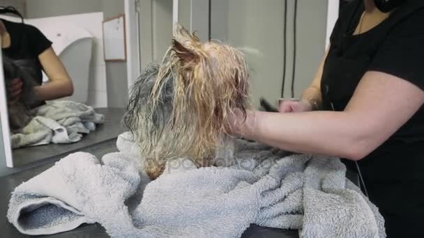 Trocknung des Fells des Yorkshire Terriers. Hunde waschen und pflegen. Pflege eines Yorkshire Terriers - Filmmaterial, Video
