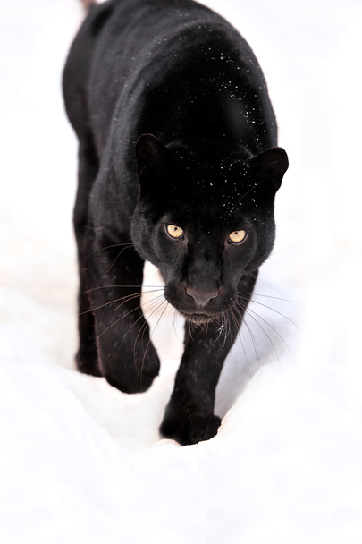 Портрет Леопарда взимку
 - Фото, зображення