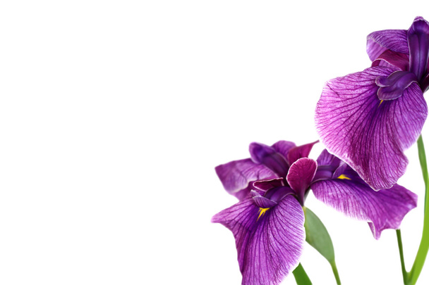 piękne fioletowe tęczówki - Zdjęcie, obraz