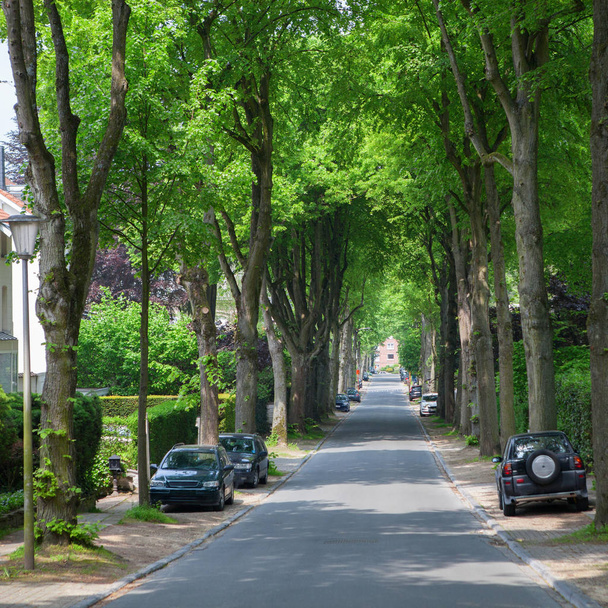 calm road with trees on sides - Zdjęcie, obraz