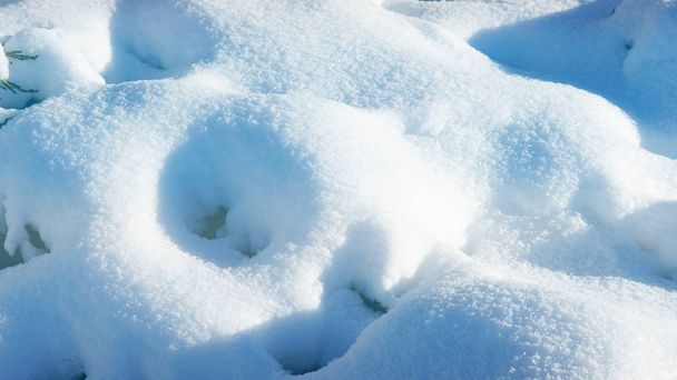 Φρέσκο χιόνι λευκό μπλε επικάλυψη καλύπτονται δέντρο σε μια ηλιόλουστη ημέρα - Φωτογραφία, εικόνα