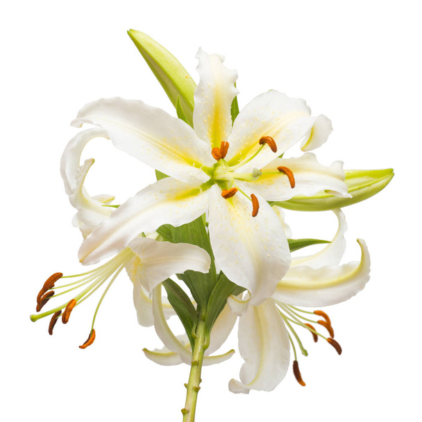 Gyönyörű fehér liliom virágcsokor - Fotó, kép