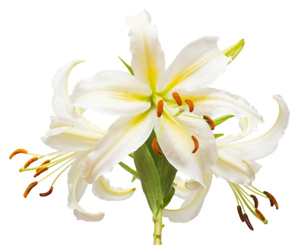 Ramo de hermosas flores de lirio blanco
  - Foto, Imagen
