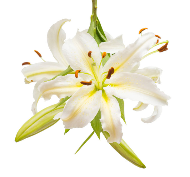Bukiet kwiatów, pięknych białych lilii - Zdjęcie, obraz