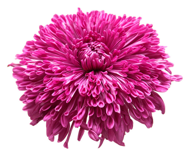 Roze chrysant bloem  - Foto, afbeelding