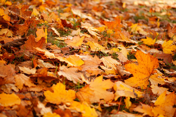 Autumn leaves - Foto, Bild