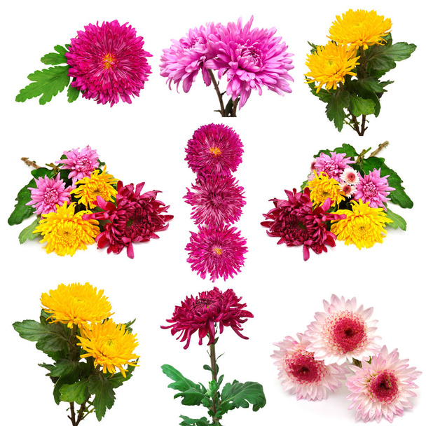 Kolekce květiny chryzantémy - Fotografie, Obrázek