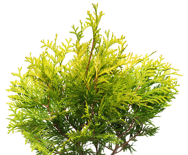 Golden a thuja branches - Photo, Image