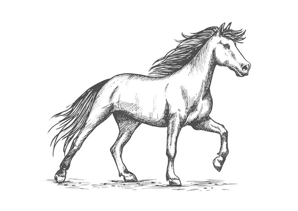 白い馬踏み蹄スケッチ肖像画 - ベクター画像