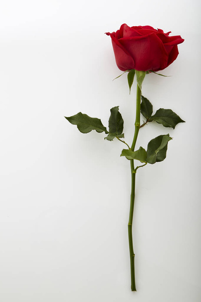 Rosa vermelha bonita
 - Foto, Imagem