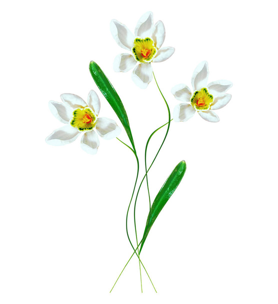 spring flowers snowdrops isolated on white background.  - Photo, Image