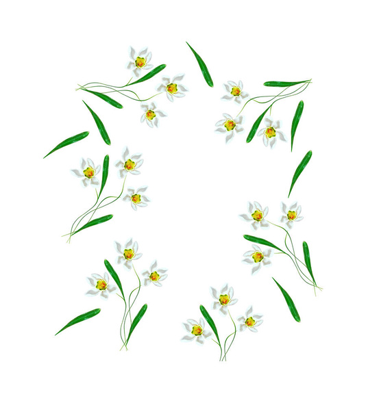 Frühling Blumen Schneeglöckchen isoliert auf weißem Hintergrund.  - Foto, Bild