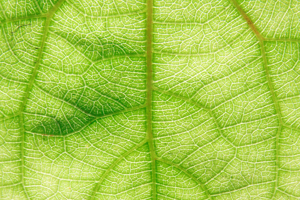 白い背景の上の緑の葉のテクスチャー/テクスチャの葉. - 写真・画像