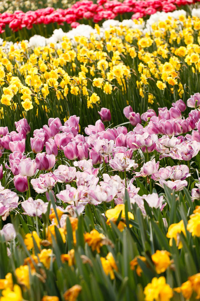 Blossoming spring garden - Foto, Imagen