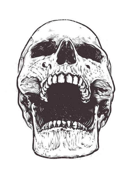 Anatomic Skull Vector - Vector, Image