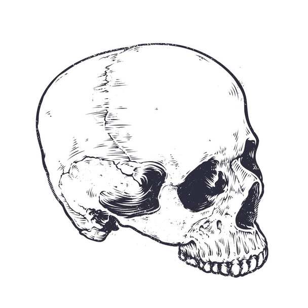 Vector de cráneo anatómico
 - Vector, imagen