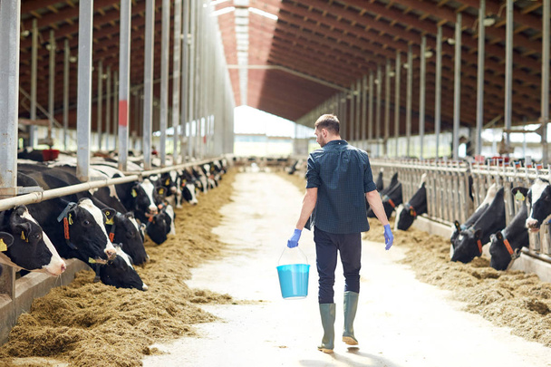 man with bucket walking in cowshed on dairy farm - Zdjęcie, obraz