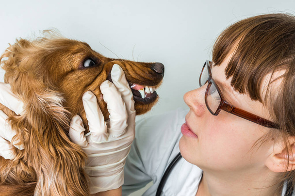 Veterinário verifica dentes a um cão
 - Foto, Imagem
