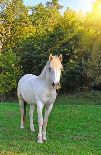 Белая лошадь на пастбище
 - Фото, изображение