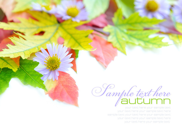 Осіннє листя фон з квітами ізольовані на білому зразку тексту
 - Фото, зображення