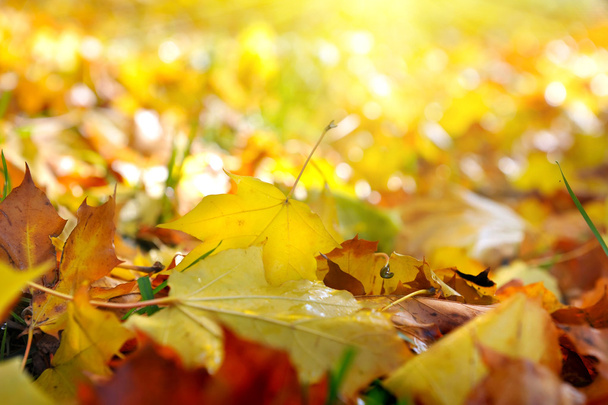Akçaağaç yapraklı güzel sonbahar arkaplanı - Fotoğraf, Görsel