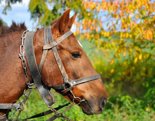 kůň je s staré ozdoby podzimního slunečného dne - Fotografie, Obrázek